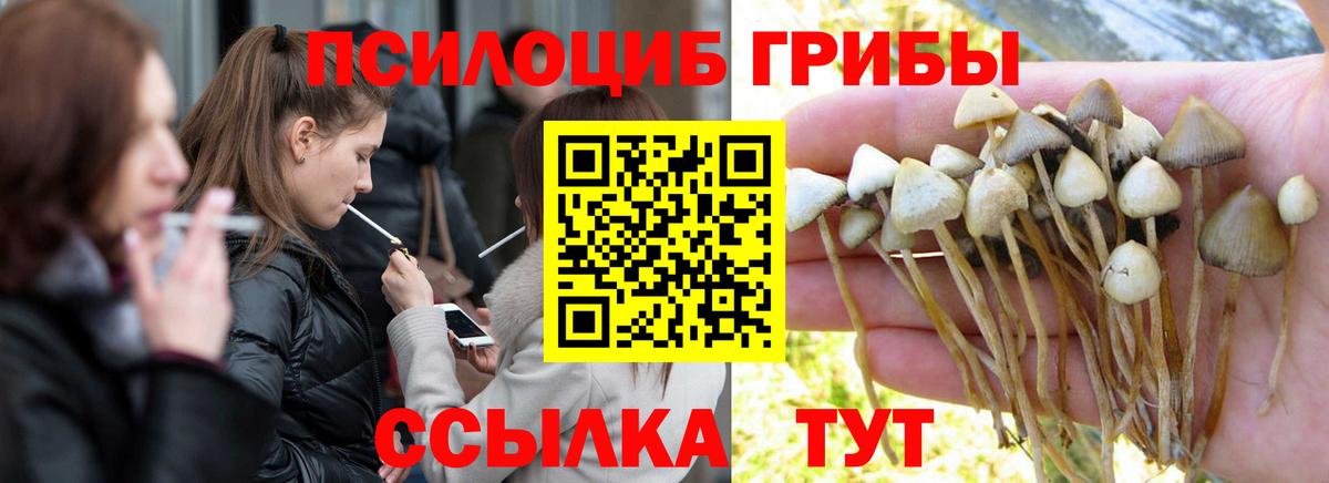 Красноперекопск  что такое   Вход с VPN  Галлюциногенные грибы MAGIC MUSHROOMS  Галлюциногенные грибы Psilocybine cubensis 